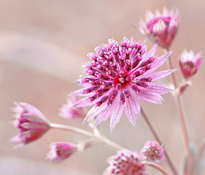 Die Sterndolden sind optimal für abschattige Standorte mit geringer Sonneneinstrahlung geeignet. (Foto: AdobeStock - Iwona 441383234)