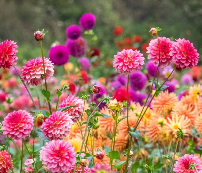 Halbschattige Standorte bieten ideale Bedingungen für das Wachstum von Dahlien. (Foto: AdobeStock - Danita Delimont 420626747)