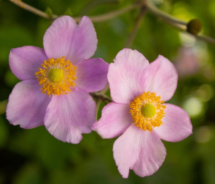 Herbst-Anemonen bevorzugen absonnige Standorte für ihr optimales Wachstum. (Foto: AdobeStock - Carla 375918866)