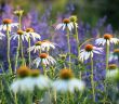 Bedeutung heimischer Wildpflanzen: Vorteile für Gärten und (Foto: AdobeStock - pw-fotografie 372176856)